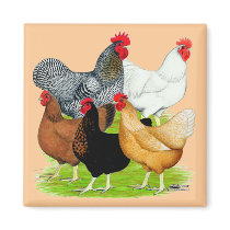 Sex-linked Chickens Quintet Fridge Magnet