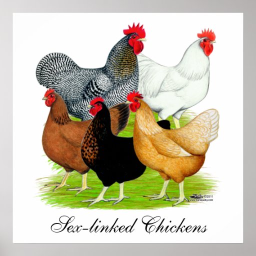 Sex Linked Chickens Quintet Poster Zazzle 