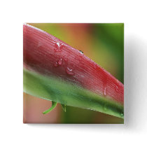 Sexy Pink (Heliconia), Hilo Botanical Garden,