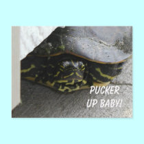 Sexy Turtle postcards