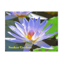 SG Blue water Lily #106N  0106