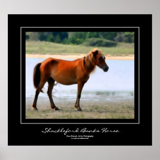 Shackleford Banks Horse Black Border Poster