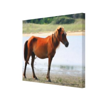 Shackleford Banks Horse Wrapped Canvas Print