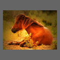 Shackleford Banks Pony #3 Poster posters