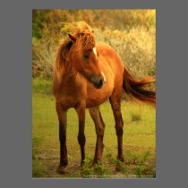 Shackleford Pony #2 Poster posters