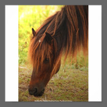 Shackleford Pony on canvas posters