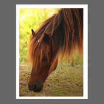 Shackleford Pony Post Card postcards