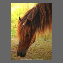 Shackleford Pony Poster posters