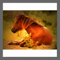 Shackleford Pony POster posters