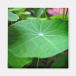 Shaddy Nasturtium leaf Magnets