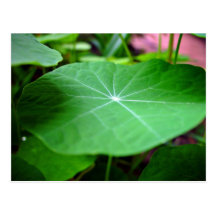 Shaddy Nasturtium leaf Postcards