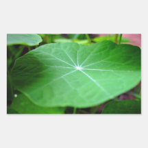 Shaddy Nasturtium leaf Rectangle Sticker