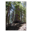 shade cards by sumiko shade cards