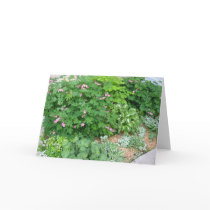 Shade Garden 1 cards by cormac Shade Garden 1 cards
