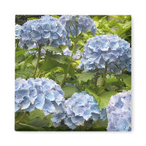 Shades of Blue Hydrangeas magnets by seashell2 Shades of Blue Hydrangeas magnets