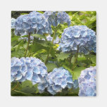 Shades of Blue Hydrangeas Magnet