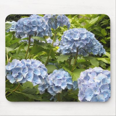 Shades of Blue Hydrangeas Mousepads by seashell2