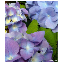 "Shades of Blue Hydrangeas" t-shirts by Fashion_Floral "Shades of Blue Hydrangeas" t-shirts