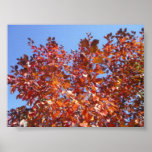 Shades of Fall Poster