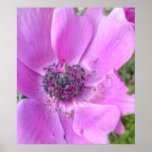 Shades of Pink (close up) Posters