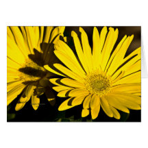 Shades of Yellow Cards