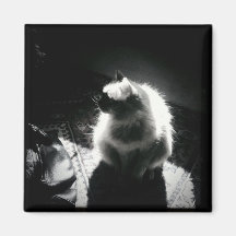 Shadow Cat Fridge Magnets