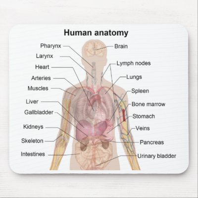 Diagram Of Anatomy