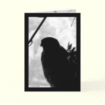 Shadow Hawk cards by MoiraAshleigh Shadow Hawk cards
