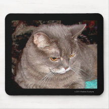 Shadow is a Chartreux Cat Mousepad