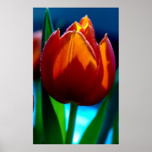 Shadow Tulip Posters
