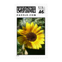 Shadowed Sunflower postage by codfishlady Shadowed Sunflower postage
