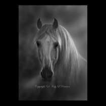 shadowfax posters