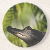 Shady Alligator coaster coasters