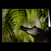 Shady Alligator note card cards