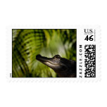 Shady Alligator postage stamp