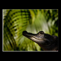 Shady Alligator postcard postcards