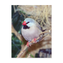 Shaft-tail Finch postcards