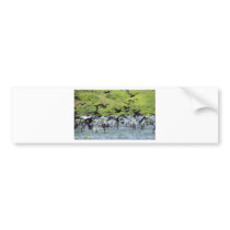 Shag flock lift off El Salvador Bumper Stickers