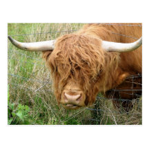 Shaggy Highland Cow Postcard