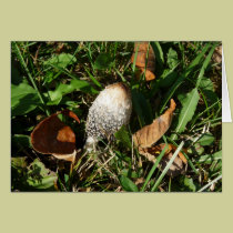 "Shaggy Ink Cap" mushroom cards