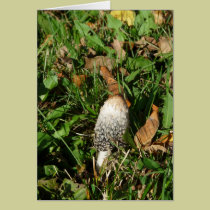 "Shaggy Ink Cap" mushroom cards
