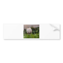 Shaggy Mane Bumper Sticker