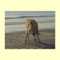 Shake it Baby - Labrador at the beach postcards