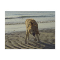 Shake it Baby - Labrador at the beach postcards