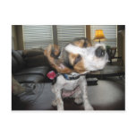 Shake it off beagle postcards
