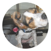 Shake it off beagle round sticker