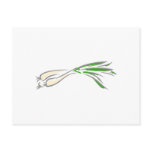Shallots Postcards