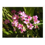 Shamrock Blossoms Postcard