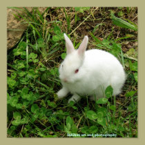 Shamrock Rabbit posters