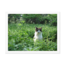 Shamu and Clover postcards by HolidaySeasonsShop Shamu and Clover postcards